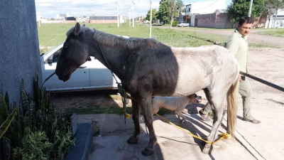 Proponen establecer multas millonarias para quienes maltraten a los animales