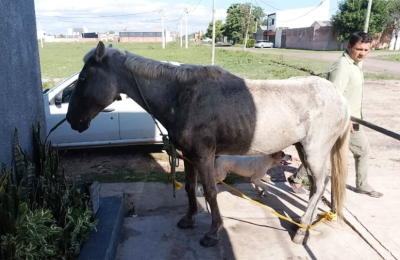 Proponen establecer multas millonarias para quienes maltraten a los animales