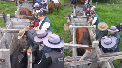 Megaoperativo policial permitió recuperar 62 animales