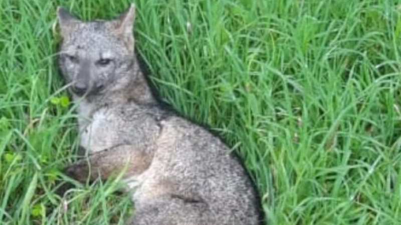 Rescatan a un zorrito de monte en Colonia Benítez