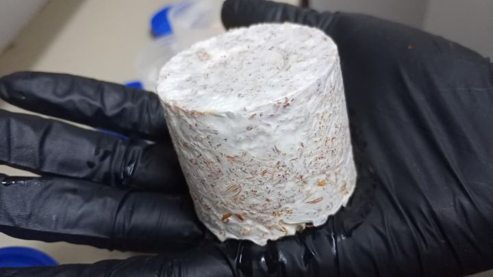 Micelio-Tapa