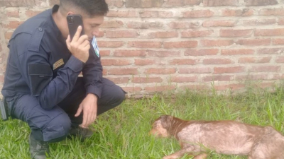Dueño de un perro dijo que ya no puede cuidarlo porque no tiene recursos