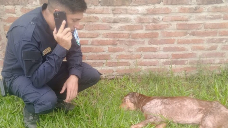 Dueño de un perro dijo que ya no puede cuidarlo porque no tiene recursos