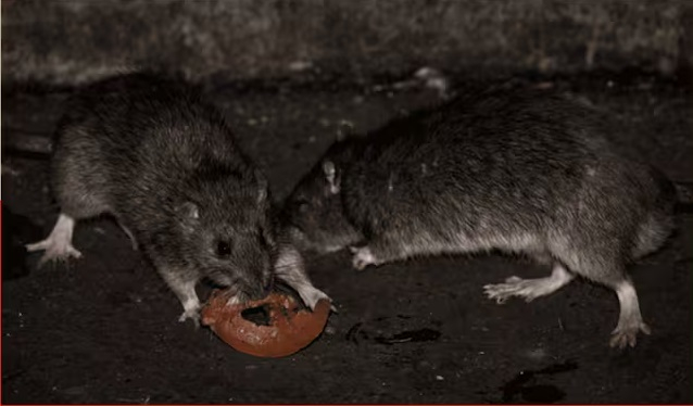 ratas.jpg