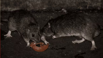 Un hombre de 45 años está internado con hantavirus en Bariloche