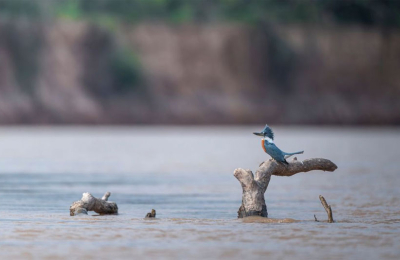 El Impenetrable se llena de alas: convocan a descubrir la avifauna chaqueña