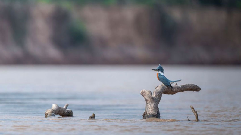 El Impenetrable se llena de alas: convocan a descubrir la avifauna chaqueña
