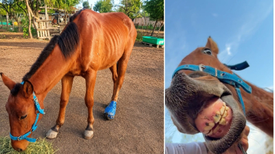 Pipo necesita un refugio para recuperarse de una grave lesión