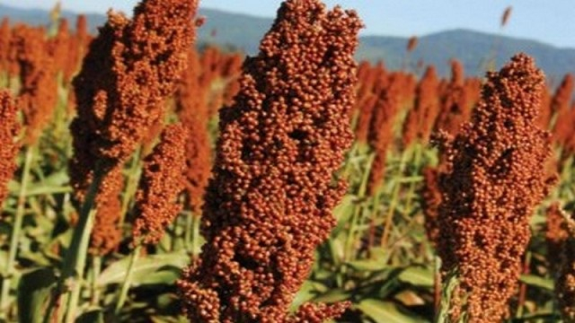 sorgo