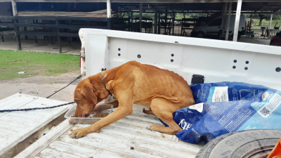 Otro perro en grave estado de abandono fue rescatado