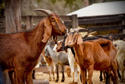 cabras3