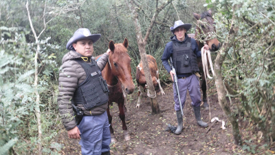 Frustraron el robo de un ternero en la zona rural de Puerto Tirol
