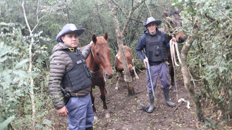 Frustraron el robo de un ternero en la zona rural de Puerto Tirol