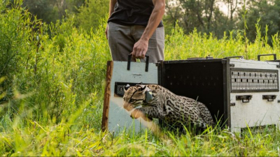 Liberaron a una ocelote tras cinco meses de rehabilitación