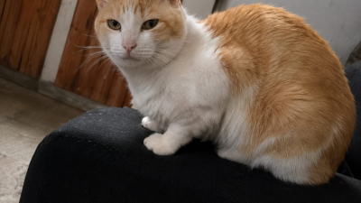 Buscan a Pancho, un gato perdido en la zona de avenida Alvear y Santa María de Oro