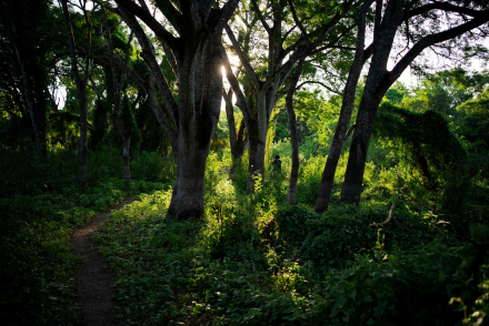 Impenetrable - Sendero de la Selva Palmares ©Natalia Trzcina