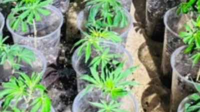Descubren una plantación de marihuana tras una denuncia por violencia familiar