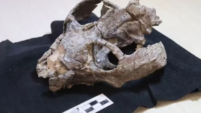 Un fósil de 236 millones de años puede cambiar la historia de la reproducción de los mamíferos