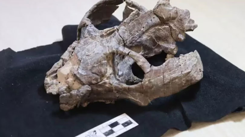 Un fósil de 236 millones de años puede cambiar la historia de la reproducción de los mamíferos