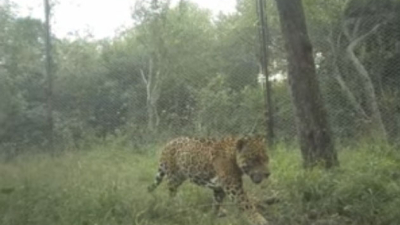 Yaguaretés en libertad: el desafío de convivir con una especie que vuelve al Chaco