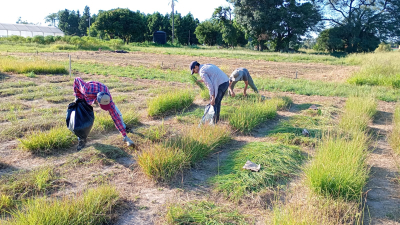 Con drones y técnicas de selección estudian la mejora genética de pasto, clave para la ganadería