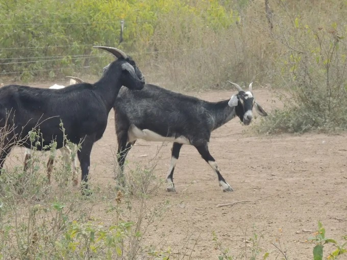 cabras
