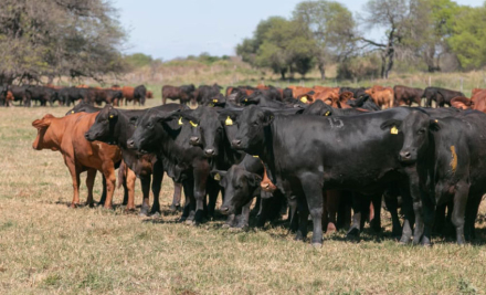 campo