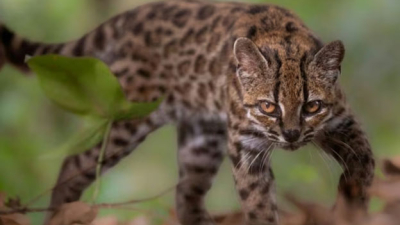 Tras más de 100 años descubrieron una nueva especie de felino