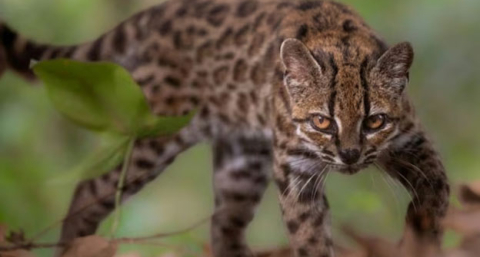 Tras más de 100 años descubrieron una nueva especie de felino