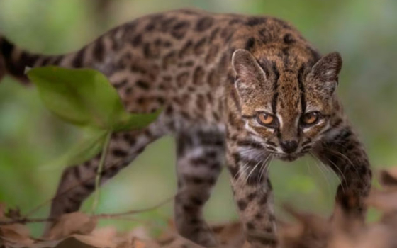 Tras más de 100 años descubrieron una nueva especie de felino