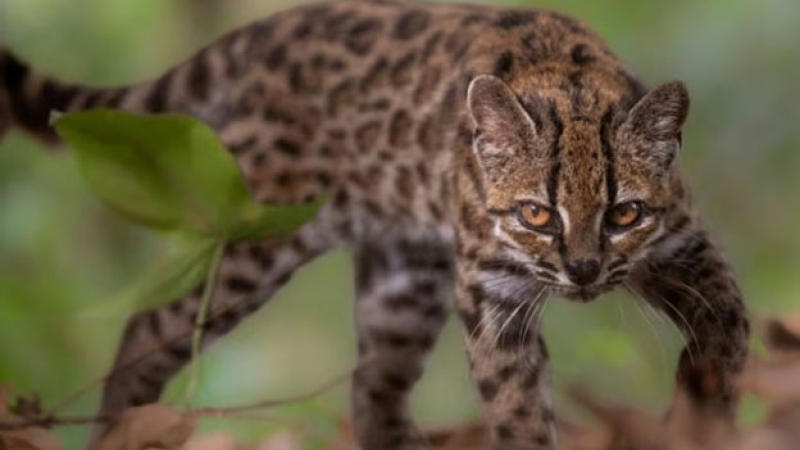 Tras más de 100 años descubrieron una nueva especie de felino