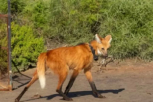 Nacieron cuatro crías de aguará guazú en el Parque Nacional Ansenuza