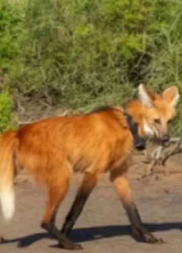 Nacieron cuatro crías de aguará guazú en el Parque Nacional Ansenuza