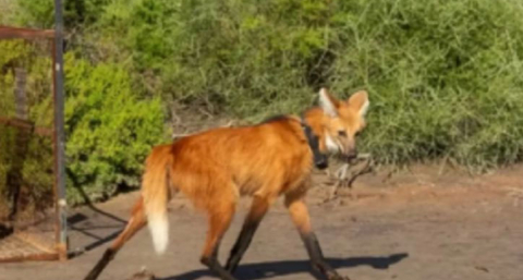 Nacieron cuatro crías de aguará guazú en el Parque Nacional Ansenuza