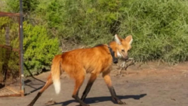 Nacieron cuatro crías de aguará guazú en el Parque Nacional Ansenuza