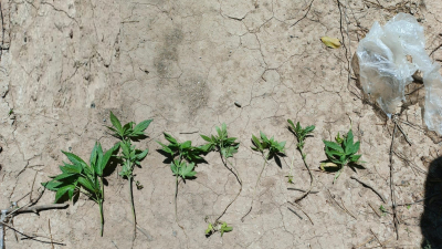Vio el patrullero y se deshizo de los plantines de cannabis  