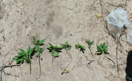 Vio el patrullero y se deshizo de los plantines de cannabis