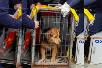 Adoptaron a Morocho, el perro que sobrevivió a la crecida de un río
