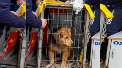 Adoptaron a Morocho, el perro que sobrevivió a la crecida de un río