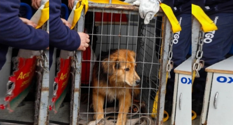 Adoptaron a Morocho, el perro que sobrevivió a la crecida de un río