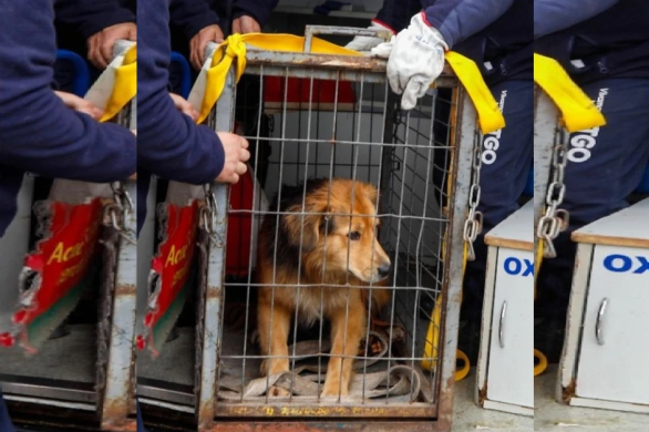 Adoptaron a Morocho, el perro que sobrevivió a la crecida de un río