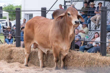 animal