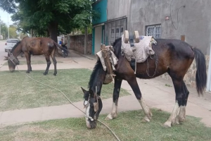 La policía rescató dos animales del maltrato en Tres Isletas