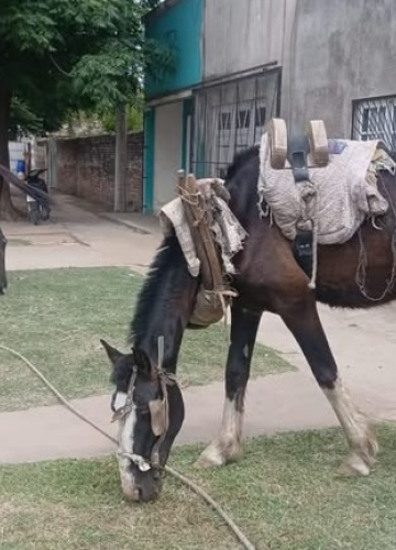 La policía rescató dos animales del maltrato en Tres Isletas