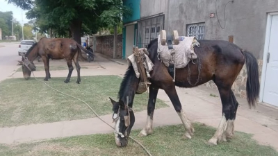 La policía rescató dos animales del maltrato en Tres Isletas